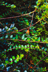 Branches of a tree with small green leaves close-up background