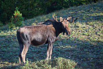Shiras Moose in Colorado. Shiras are the smallest species of Moose in North America