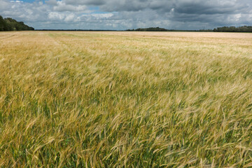 Field of Barley, Hordeum vulgare, under a blue sky with dark clouds