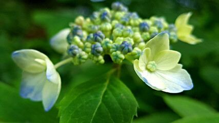 한국 제주도 한라산에 자생하는 야생 수국 