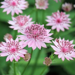 Beautiful astrantia flowers