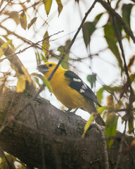 yellow billed hornbill