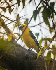 yellow and blue bird