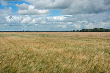 Field of Barley, Hordeum vulgare, under a blue sky with dark clouds