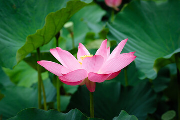 Obraz premium Lotus Flower at Taipei Botanical Garden in Taipei, Taiwan.