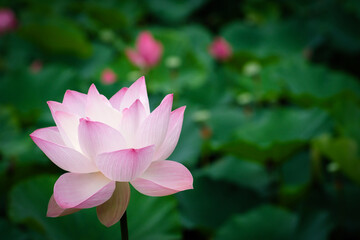 Fototapeta premium Lotus Flower at Taipei Botanical Garden in Taipei, Taiwan.