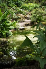 日本庭園の静かな池