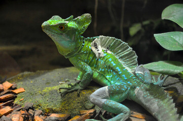 Shedding lizard sitting on a rock 