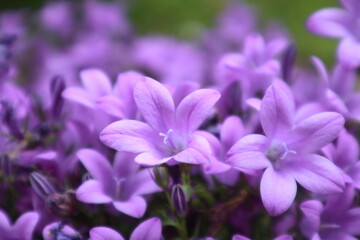 Closeup on campanula glomerata flowers