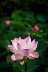Obraz premium Lotus Flower at Taipei Botanical Garden in Taipei, Taiwan.