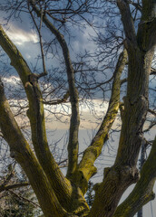 Fototapeta na wymiar Top of tree with huge leafless branches against a dramatic sky 
