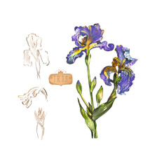 hand-painted watercolor iris retro botanic 