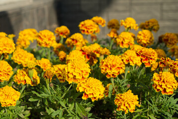 yellow-orange summer flowers in garden with defocused background