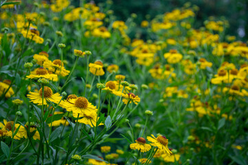 Obraz premium Helenium autumnale common sneezeweed in bloom, bunch of yellow brown flowering flowers