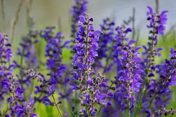 Salvia pratensis sage flowers in bloom, flowering blue violet purple mmeadow clary plants, green grass