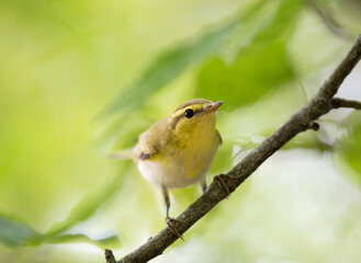 Willow warbler standing on branch