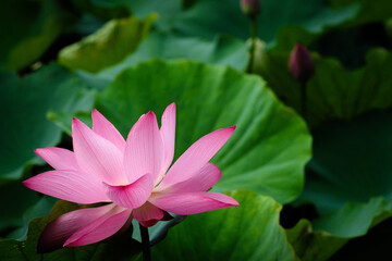 Lotus Flower at Taipei Botanical Garden in Taipei, Taiwan.