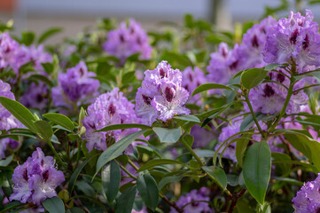 Azalea japonica blue jay purple white spotted bunch of flowers in bloom, beautiful flowering plant branches
