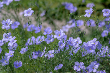 Linum usitatissimum linseed flowering ornamental garden plant, group of beautiful blue common flax flowers in bloom