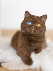 Britisch Kurzhaar Katze cinnamon Odd eyed - selten