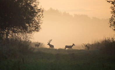 Red deer with hinds on foggy morning