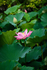 Fototapeta premium Lotus Flower at Taipei Botanical Garden in Taipei, Taiwan.