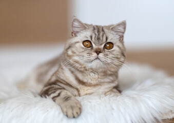 Niedliche BKH Tabby Katze entspannt auf der Couch