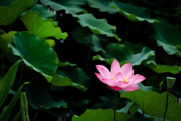 Lotus Flower at Taipei Botanical Garden in Taipei, Taiwan.