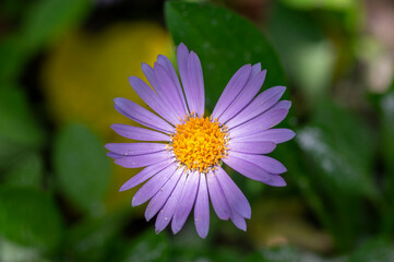 Obraz premium Aster tongolensis beautiful groundcovering flowers with violet purple petals and orange center, flowering plant in bloom