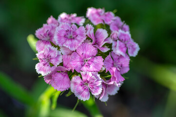 Dianthus barbatus beautiful ornamental flowering plants, group of purple white flowers in bloom