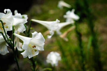 Lily Flower at Taipei Botanical Garden in Taipei, Taiwan.