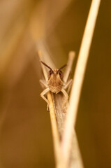 Primer plano de un pequeño saltamontes con un fondo de colores otoñales