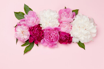 Obraz na płótnie Canvas Colorful pink, white and purple peony flowers