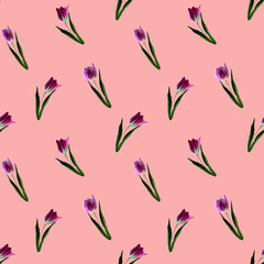 Gouache floral tulip on pink, backgraund. Seamless colorful spring pattern. Painted violet tulip plant. Purple blossom