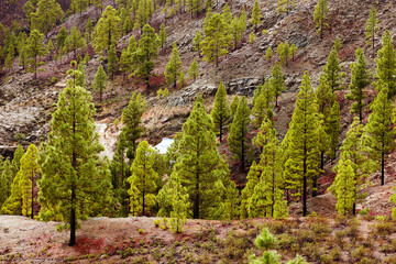 Rainy alpine landscape in Gran Canaria, Canary Islands, Spain