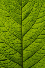 Green sheet close-up, illuminated by the sun. Expressive texture