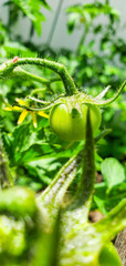 Tomato on branch in summer on blur bokeh background. Green vegetables in the greenhouse, the shrub immature vegetables . Fresh tomatoes plants. Organic tomatoes in garden