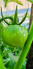 Tomato on branch in summer on blur bokeh background. Green vegetables in the greenhouse, the shrub immature vegetables . Fresh tomatoes plants. Organic tomatoes in garden