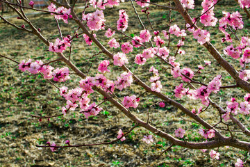 Pink Apricot blossom cherry Peach Blossom flowering. Flowers close up