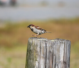 flying sparrow bird about to land on a wooden log