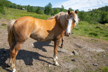 Horses on summer vacation in Velfjorden Northern Norway