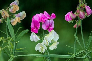 pink und weiße Blüten der Platterbse