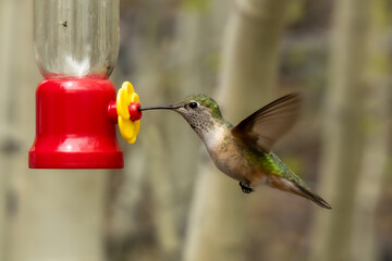 Naklejka premium Female brand tailed hummingbird at feeder.