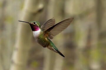 Male broad tailed hummingbird in a hover.