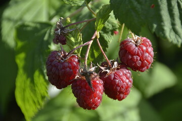 quartet of ripe red raspberries on a background of green leaves of raspberry
