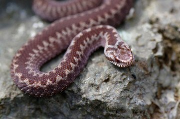 vipera berus