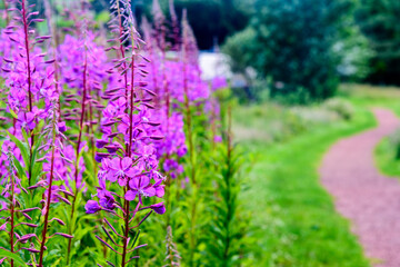 Obraz premium Purple Flowers Close Up
