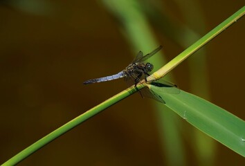 Broad-bodied chaser under a blue sky in summer