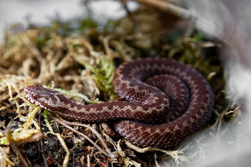 vipera berus