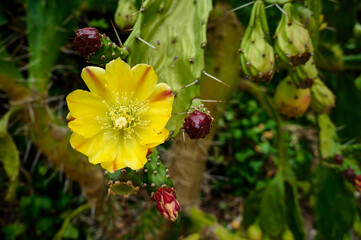 Yellow cactus flower in Sintra, Portugal